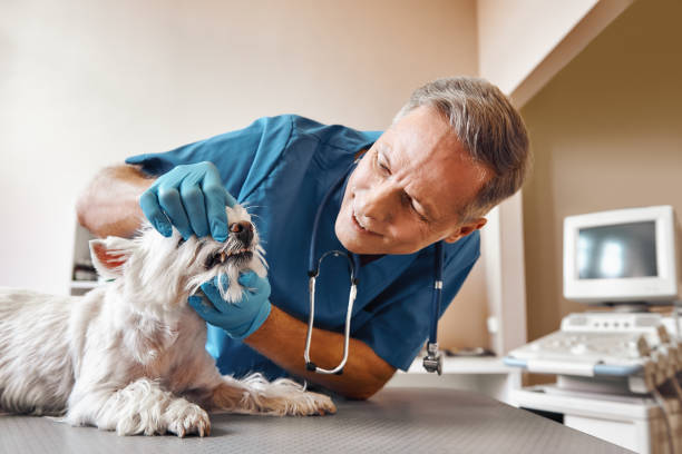 Best Emergency Root Canal Treatment in Medicine Lodge, KS